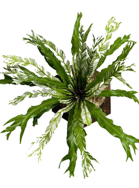 白锦鸟巢蕨绿植苔藓垂吊壁挂