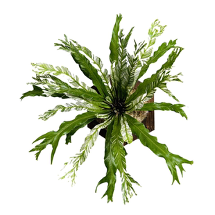 花叶白锦鸟巢蕨白月光挂板挂墙绿植苔藓蕨类植物盆栽水培垂吊壁挂