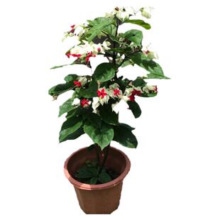 龙吐珠花苗红花吐珠花卉开花阳台窗台植物庭院爬藤攀援花净化空气