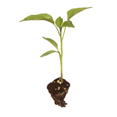 蔬菜苗辣椒青椒苗番茄苗西瓜苗黄瓜苗茄子苗圣女果苗高产蔬菜秧苗