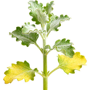 高清鹅绒藤地锦草独行菜中草药植物海报设计商用免抠图片喷绘素材