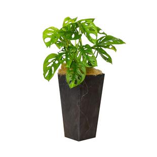 虹越天堂鸟盆栽龟背竹琴叶榕室内客厅桌面阳台ins风格观叶绿植物