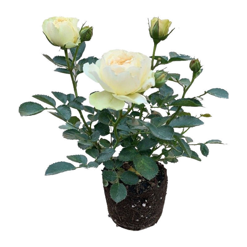 爬藤蔷薇藤本月季花苗