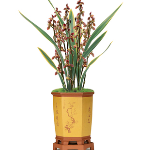 墨兰东方红神荷兰花苗矮种金边浓香型冬带花苞绿植盆栽