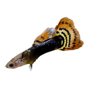 鱼官儿孔雀鱼观赏鱼小型淡水热带鱼繁殖鱼苗凤尾鱼水族宠物新手养