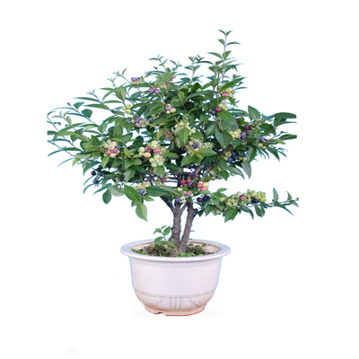 L25蓝莓苗花香蓝莓树果苗庭院