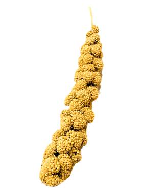 深深宠鹦鹉谷穗当季新粮粒粒饱满