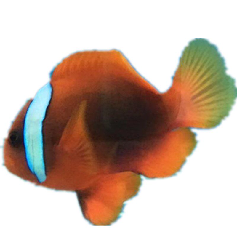 海水鱼活体人工公子主小丑鱼双带黑背心奥黑白金公子小丑鱼尼莫