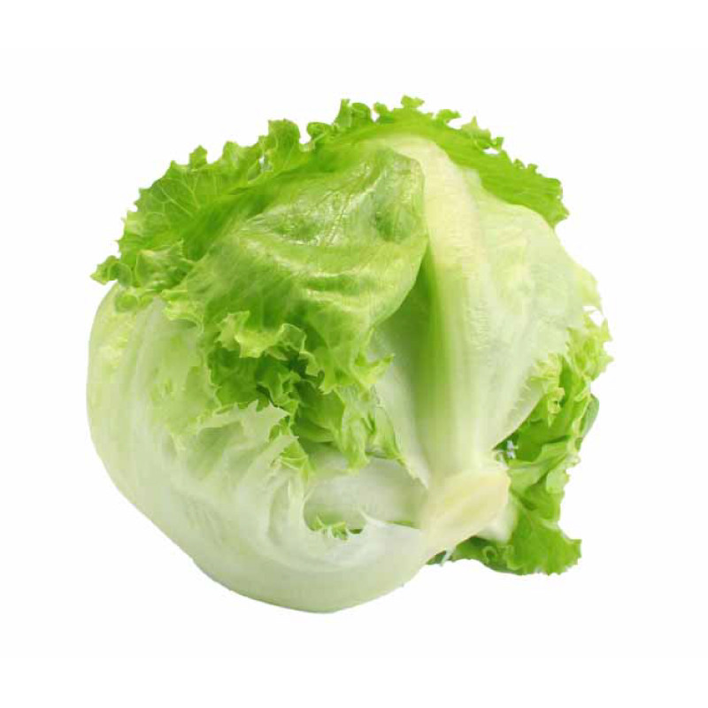 结球生菜苗秧带土球大速意大利奶油生菜种子四季盆栽阳台小院种植