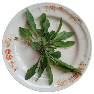 苦菜新鲜带叶带根食用现挖苦麻菜药用苦麻子生吃蘸酱野菜500g包邮
