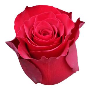 高原红月季花苗新品切花玫瑰植物红色系大花灌木庭院阳台多季开花