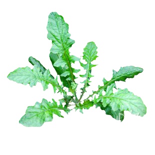 黄鹌菜整颗现挖现采野青菜山东省新鲜山芥菜中药材还阳草500g包邮