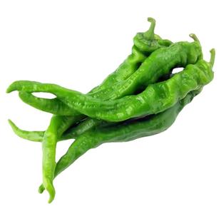 大果螺丝椒苗辣椒苗秧高产巨型陇椒螺丝椒种籽薄皮南方四季蔬菜苗