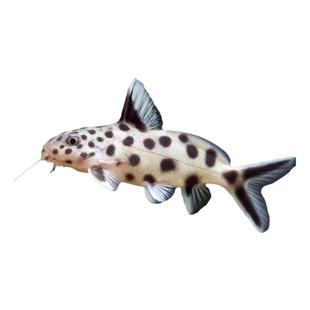 白金豹皮鱼倒吊猫底栖鱼清洁鱼热带鱼观赏活体鱼斑马孔雀好养耐活
