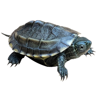 中华草龟小乌龟活体巴西幼苗外塘水龟长寿金线龟墨龟花珍珠宠物龟