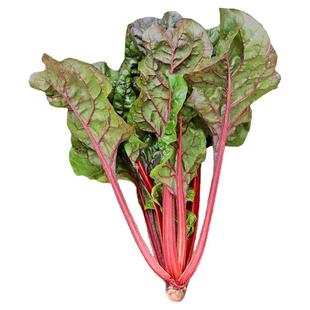 红叶甜菜种子红梗甜菜种子根达菜籽四季蔬菜种子阳台庭院盆栽菜籽