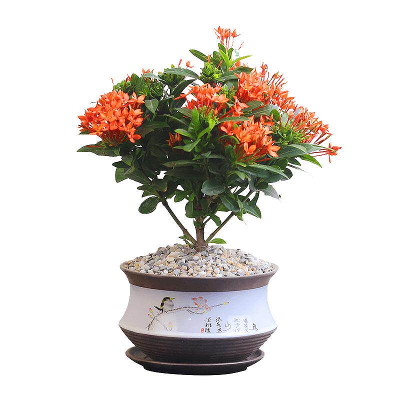 龙船花盆栽阳台四季好养易活植物
