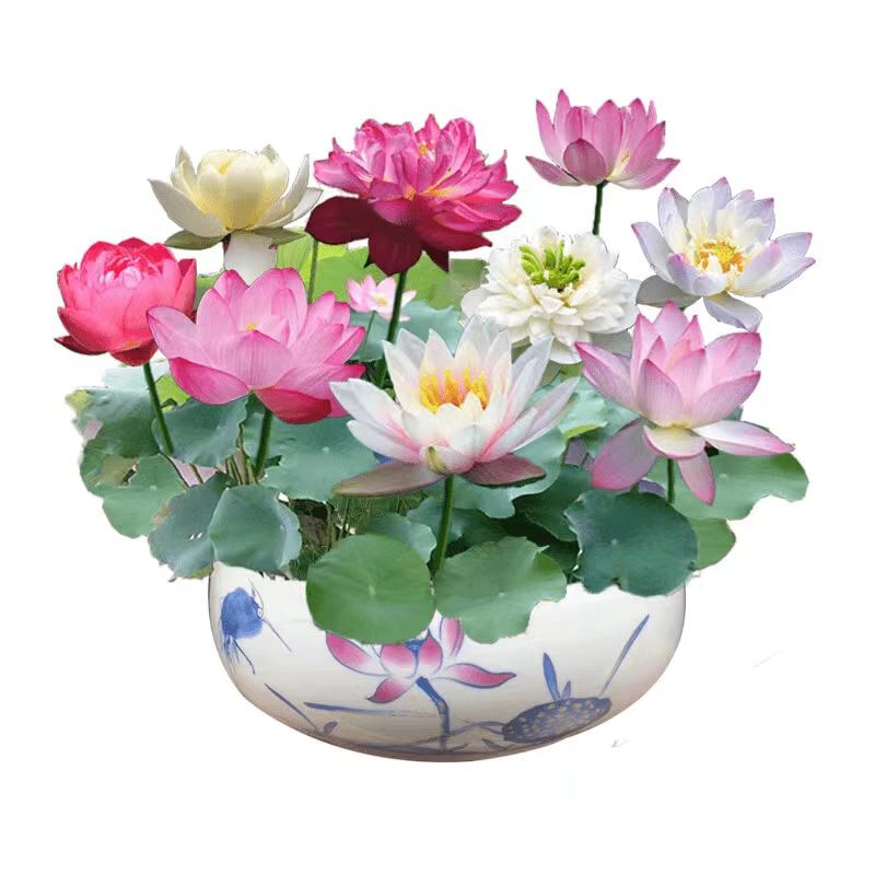 碗莲种籽种植物花卉水培四季水培家庭园艺种子