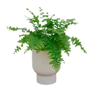 PHYSIS 长叶肾蕨 威武蕨 大型蕨类垂挂北欧风泰国进口绿植盆栽