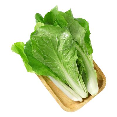 [四季可种]奶油速生小白菜种子