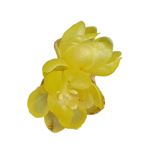 腊梅花树苗盆栽养的蜡梅浓香型耐寒矮桩懒人适合矮化盆景四川梅花