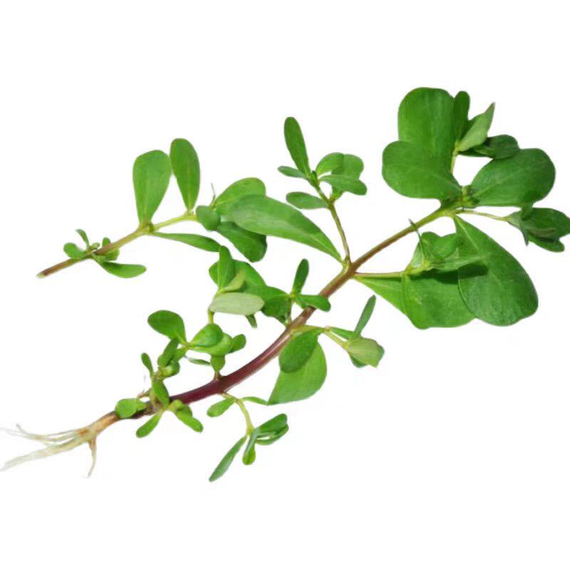 野菜纯天然新鲜马齿苋菜马苋菜五方草蚂蚁菜长寿菜自然野蛮生长