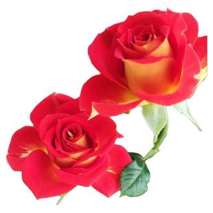 姬月季四季开花姬乙女迷你超微月季盆栽阳台桌面小玫瑰绿植带花苞