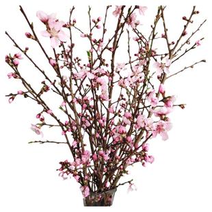 桃花枝鲜树枝轻奢手工花艺插花造型阳台卧室客厅创意装饰遇水开花