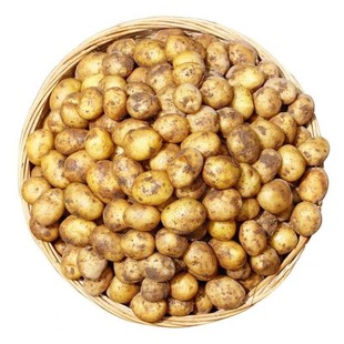 甘肃2025定西新鲜现挖高山土豆蔬菜沙面洋芋马铃薯农家黄皮现发