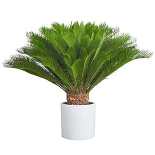 铁树盆栽大型苏铁绿植客厅办公室别墅门老桩盆景好养植物公母配对