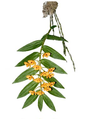 束花石斛吊兰浓香型石斛药用鲜条