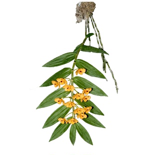 浓香型束花秋石斛庭院窗阳台盆栽绿植物寄生挂吊兰花卉可鲜条食用