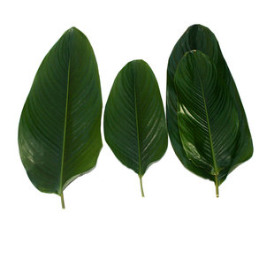 冬叶粽子叶广西广东肇庆海南大粽叶免邮新鲜原生态干粽子叶鲜冬叶