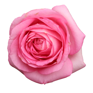 天狼藤本月季合集庭院花园爬藤拱门月季玫瑰花卉盆栽苗