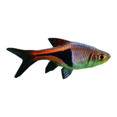 红绿灯科鱼小型热带鱼豹纹斑马鱼