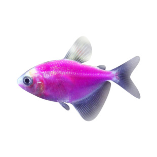 天使鱼七彩鱼柠檬青苹果柠檬绿老虎灯科鱼孔雀斑马小型热带观赏鱼