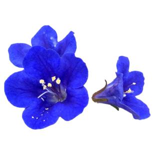 「梦想的蓝色灯塔」加州蓝铃花钟穗铃铛花豆科固氮改良土壤低维护