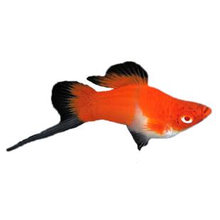 红白剑球鱼燕尾红白红箭球鱼红剑球鱼孕母胎生鱼小型热带观赏鱼