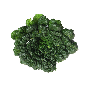 黄心乌塌菜种子四季塌棵菜塌地松黑菜菊花菜菜籽冬季蔬菜种孑