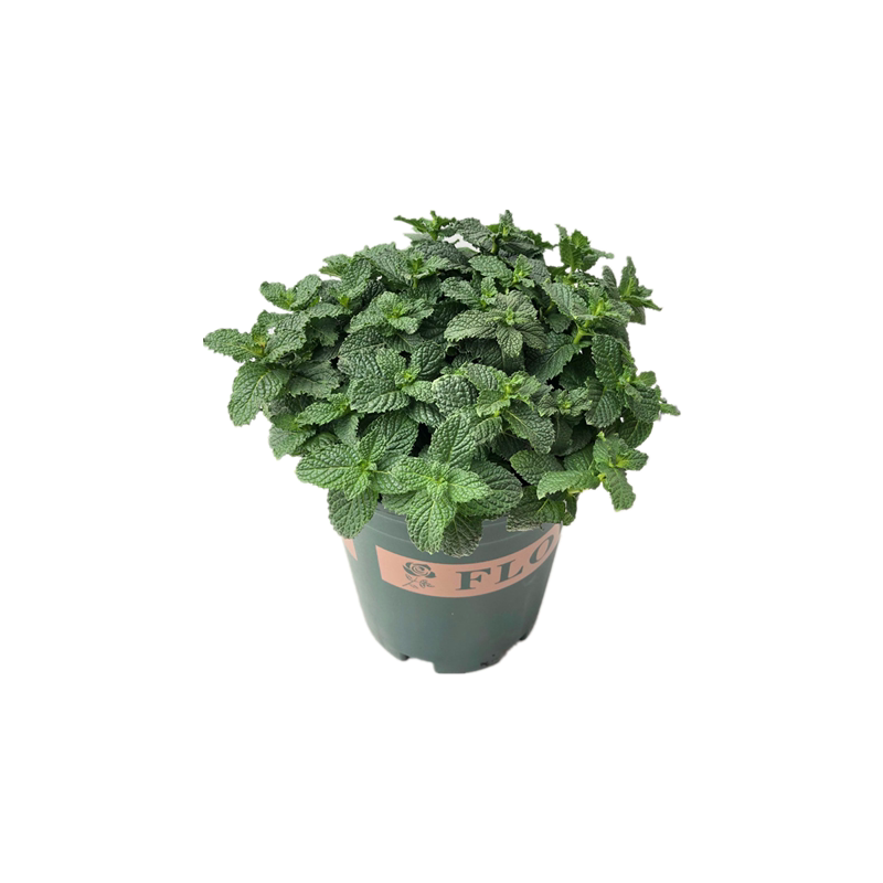 薄荷盆栽可食用迷迭香大盆绿植苗室内阳台柠檬猫薄荷叶牛排用调料