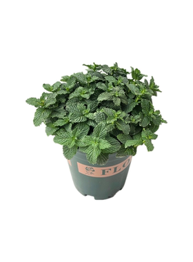 薄荷可食用迷迭香绿植苗盆栽