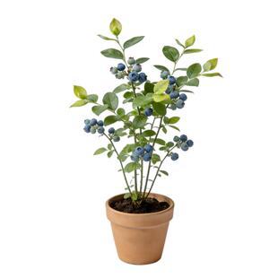 虹越蓝莓树果苗盆栽四季南方北方种植阳台庭院水果追雪奥尼尔H5