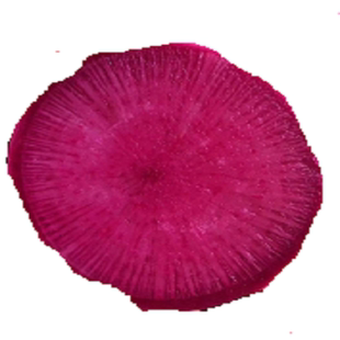 正宗天津沙窝水果凤梨紫美人萝卜脆甜多汁新鲜蔬菜礼盒现拔包邮