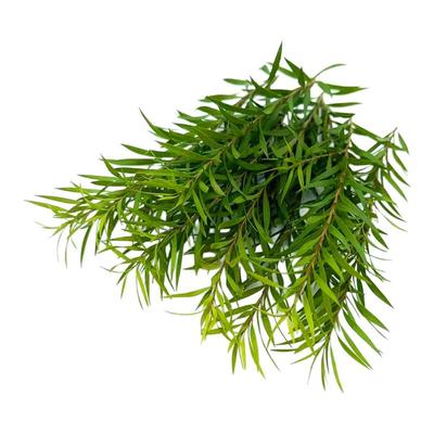 柳芽新鲜摆盘装饰西餐点缀鲜花