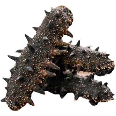 辽参海参海参干货野生礼盒装