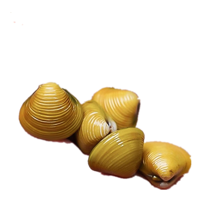 鱼缸净水除藻类黄金河蚌淡水可养