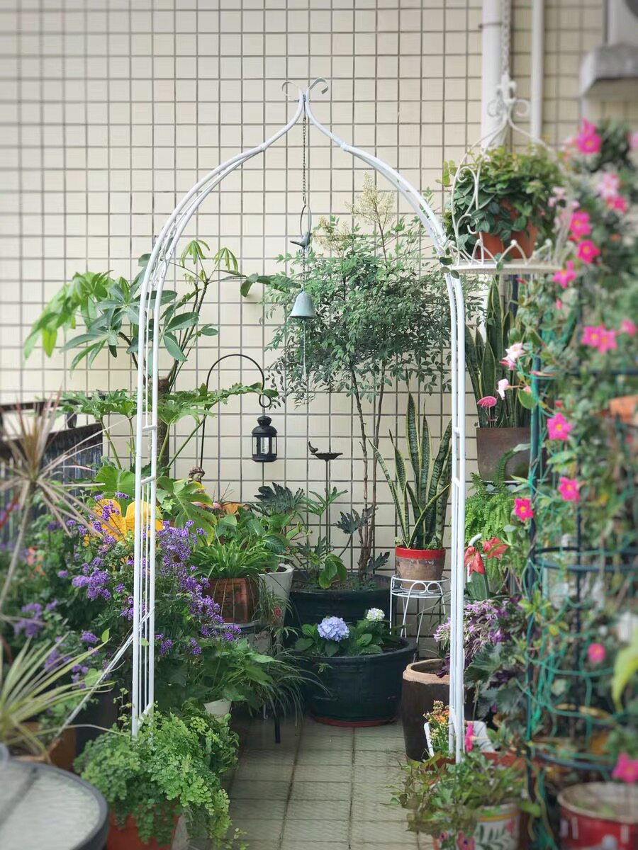家庭阳台拱门花架爬藤架子花植物月季爬藤架玫瑰藤支架庭院攀爬架
