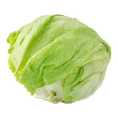 球形生菜四季阳台盆栽种子