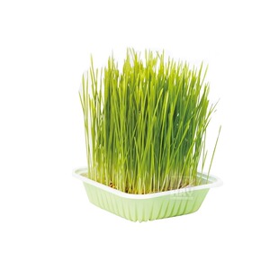 MR. Hay 草先生小麦草鲜种包 兔子鲜草新鲜 DIY小麦草50g小麦草种