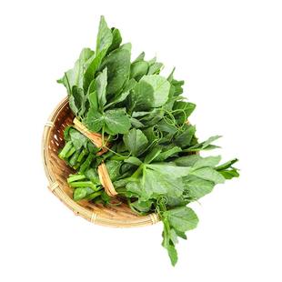 无须豌豆尖种籽吃苗水培豌豆苗芽苗菜种孑荷兰豆子阳台菜苗秋冬季